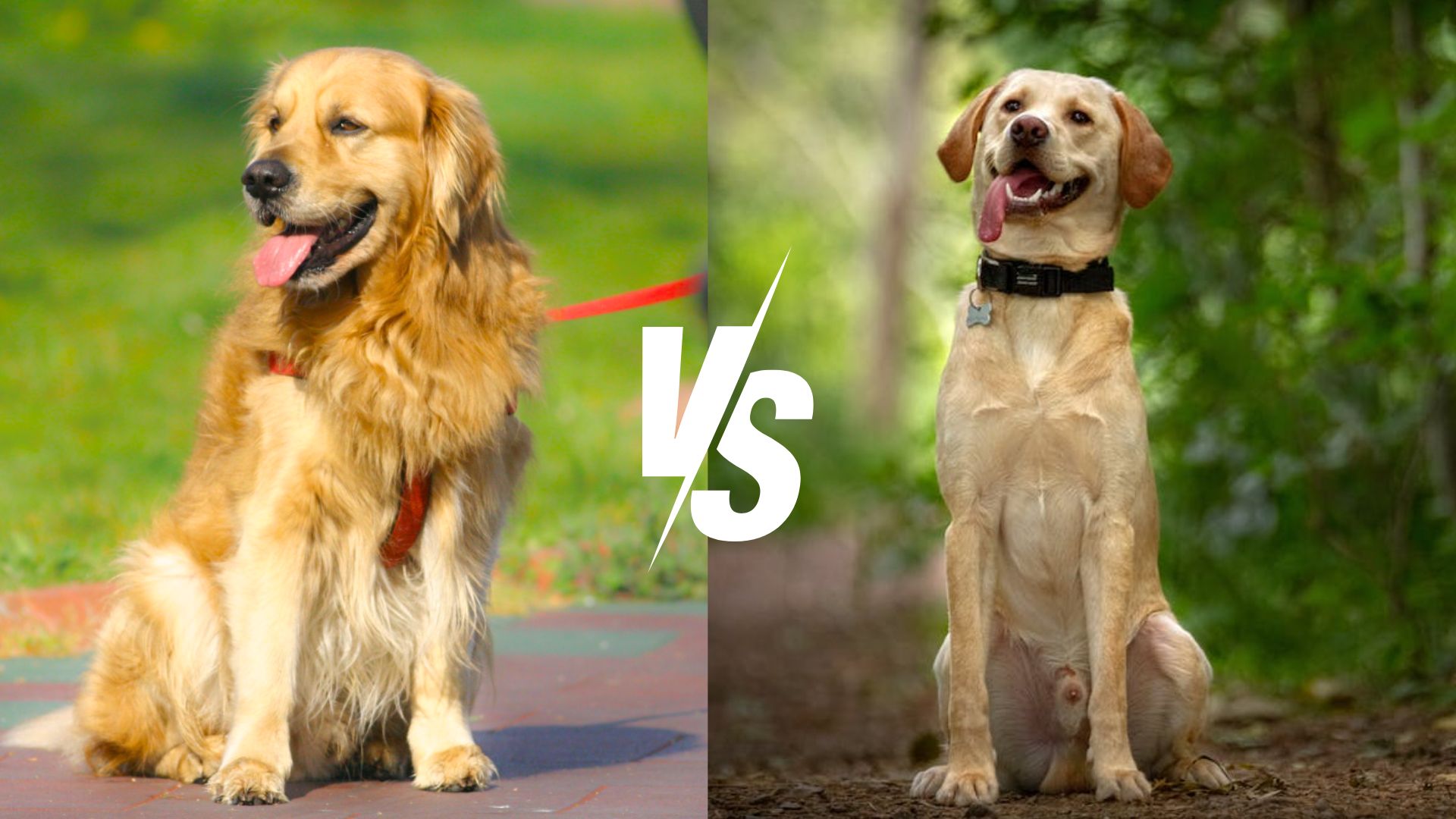 Golden Retriever vs. Labrador Retriever