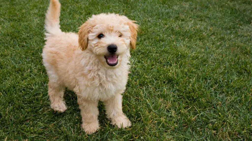 baby fluffy dogs
