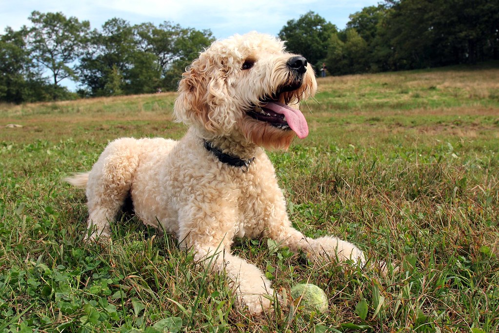 perros golden doodle