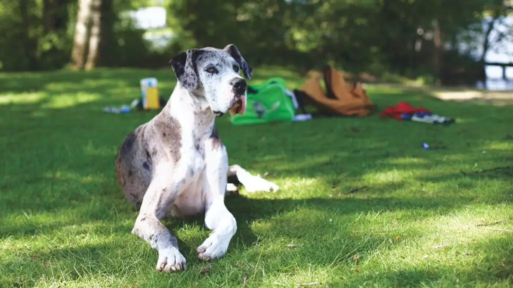 best guard dogs for travel and camping
