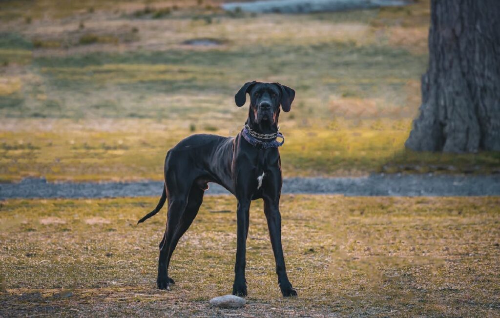 scariest looking dog breeds