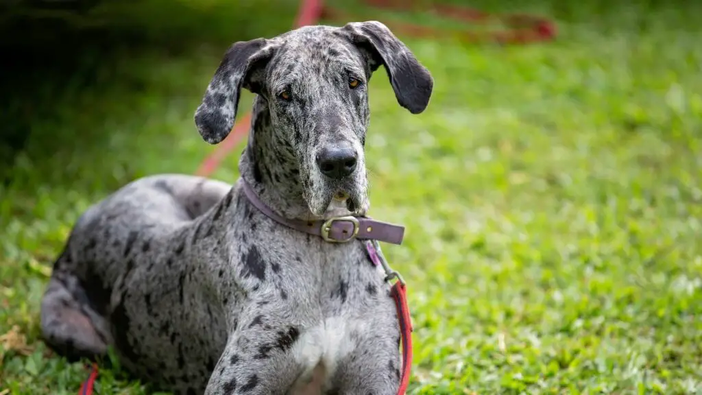 large lazy dog breeds
