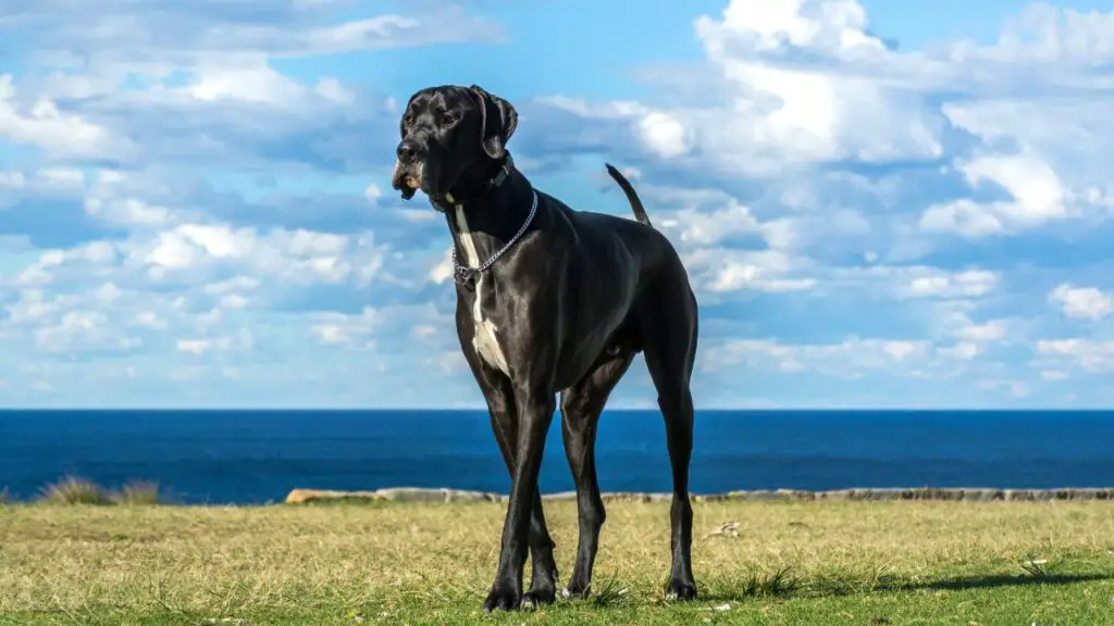 huge guard dogs
