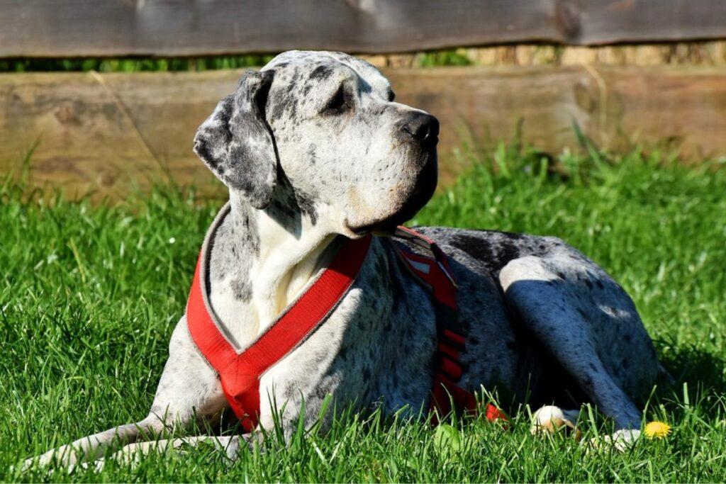 Guard Dogs For Introverts