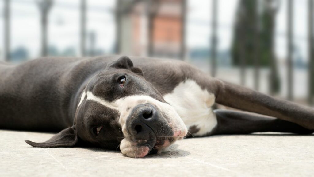 why do dogs sleep upside down