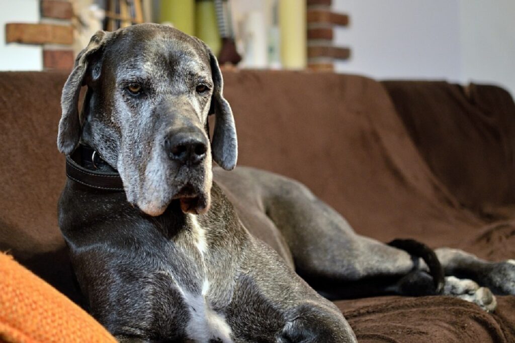 best apartment guard dog
