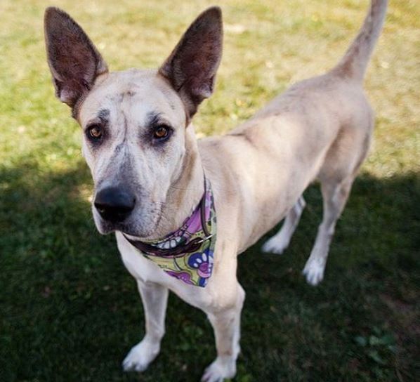 Chihuahua Great Dane mix