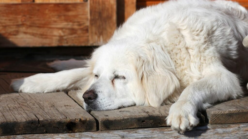 sleepy dogs