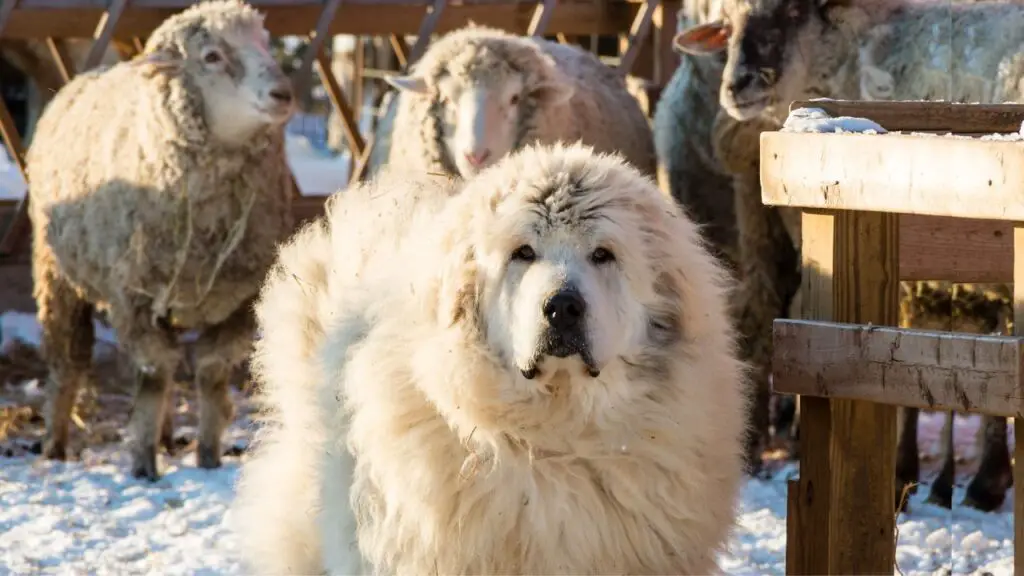 Guard Dogs for Farms 