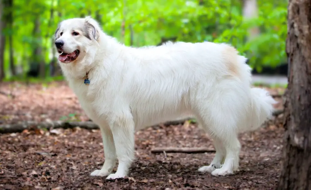 will a great pyrenees attack a coyote
