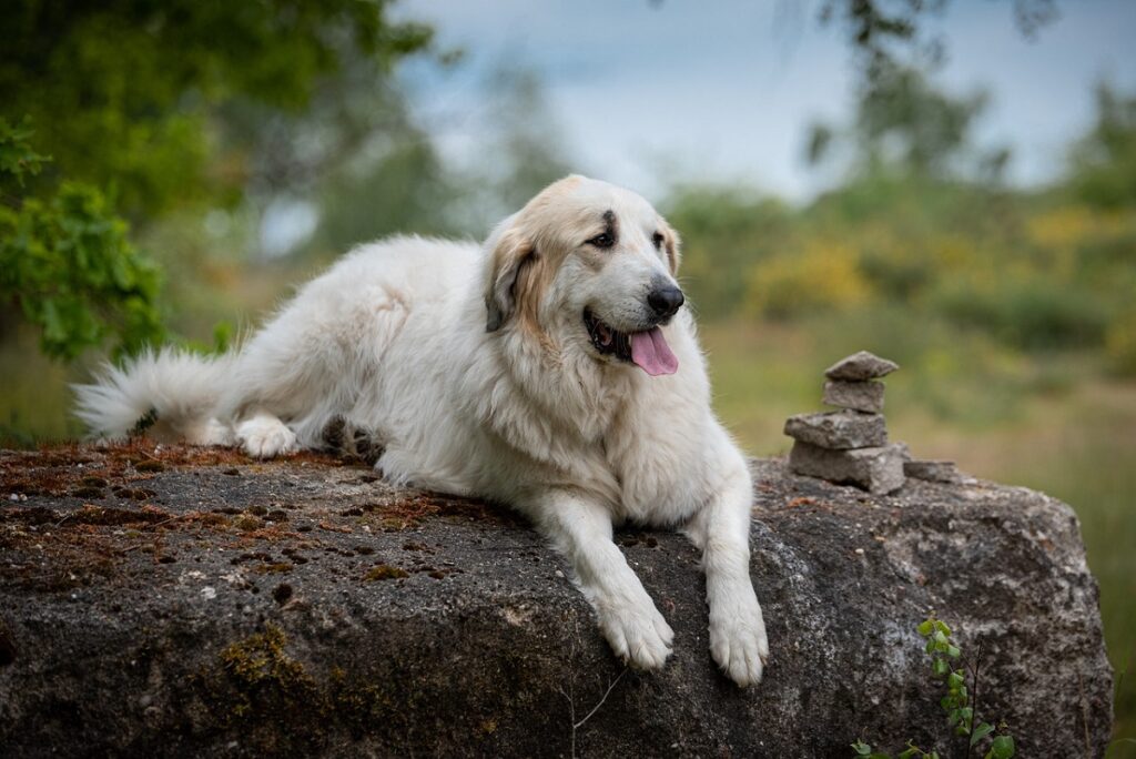 White dogs