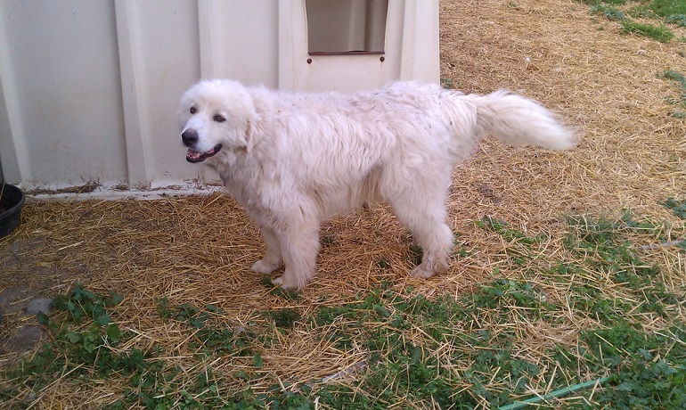 great white pyrenees