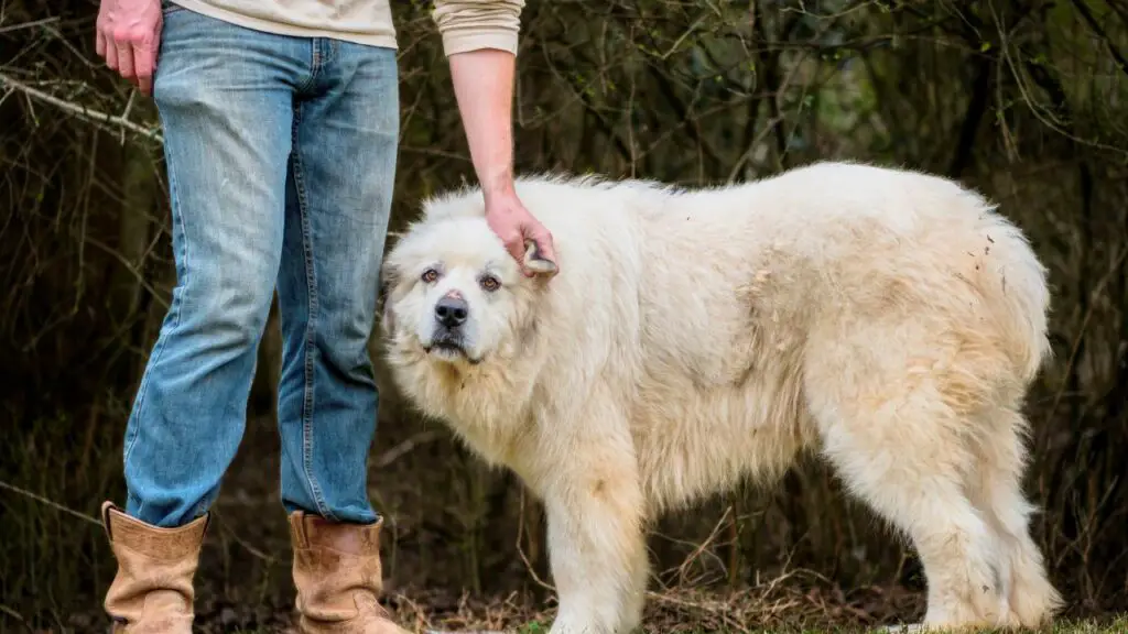 great pyrenees cons
