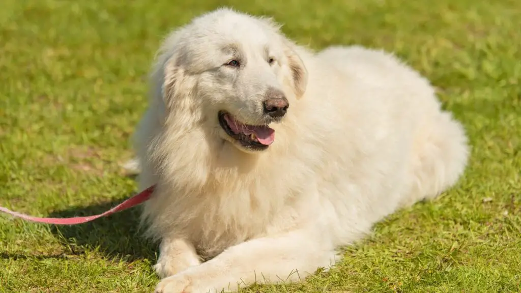 great pyrenees pros and cons
