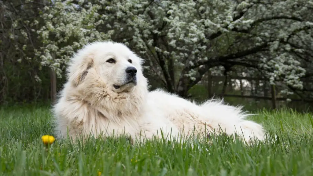 great pyrenees behavior problems
