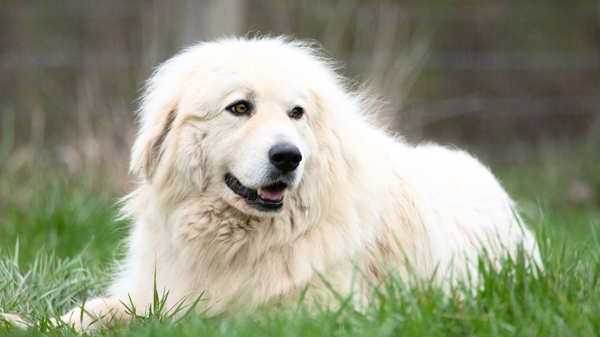 Great Pyrenees Pros and Cons