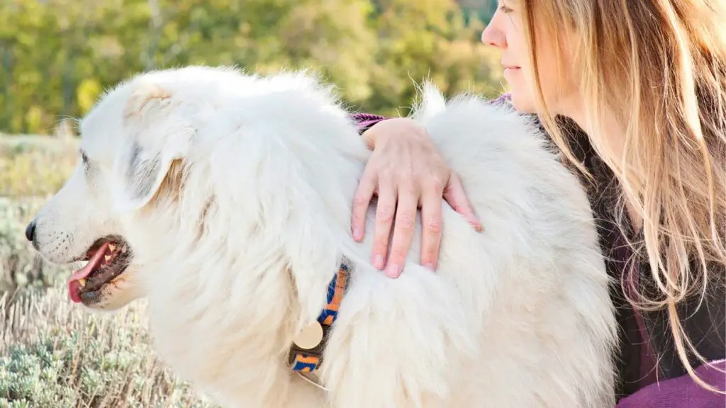 are great pyrenees good dogs
