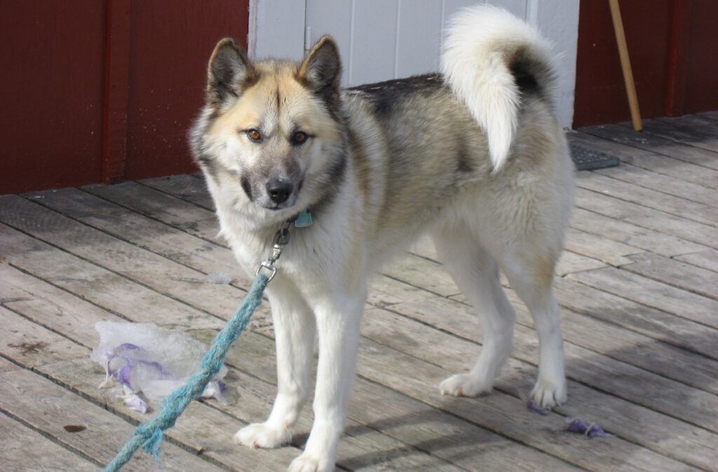 american wolf dog
