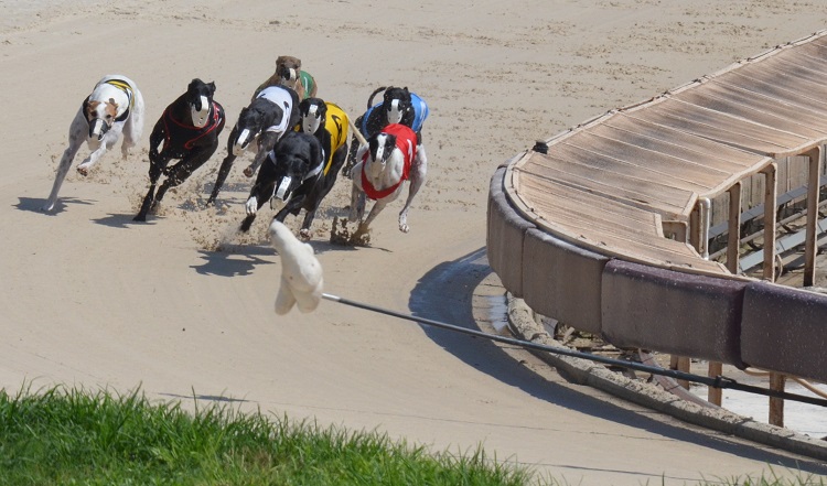 is greyhound racing legal