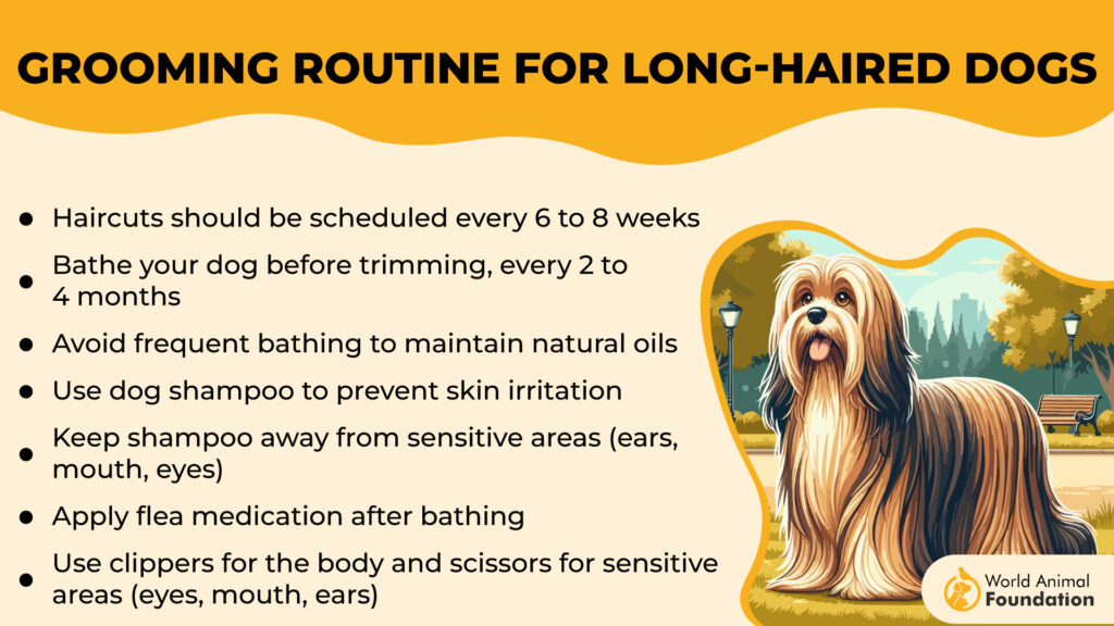 Grooming Routine for Long-Haired Dogs