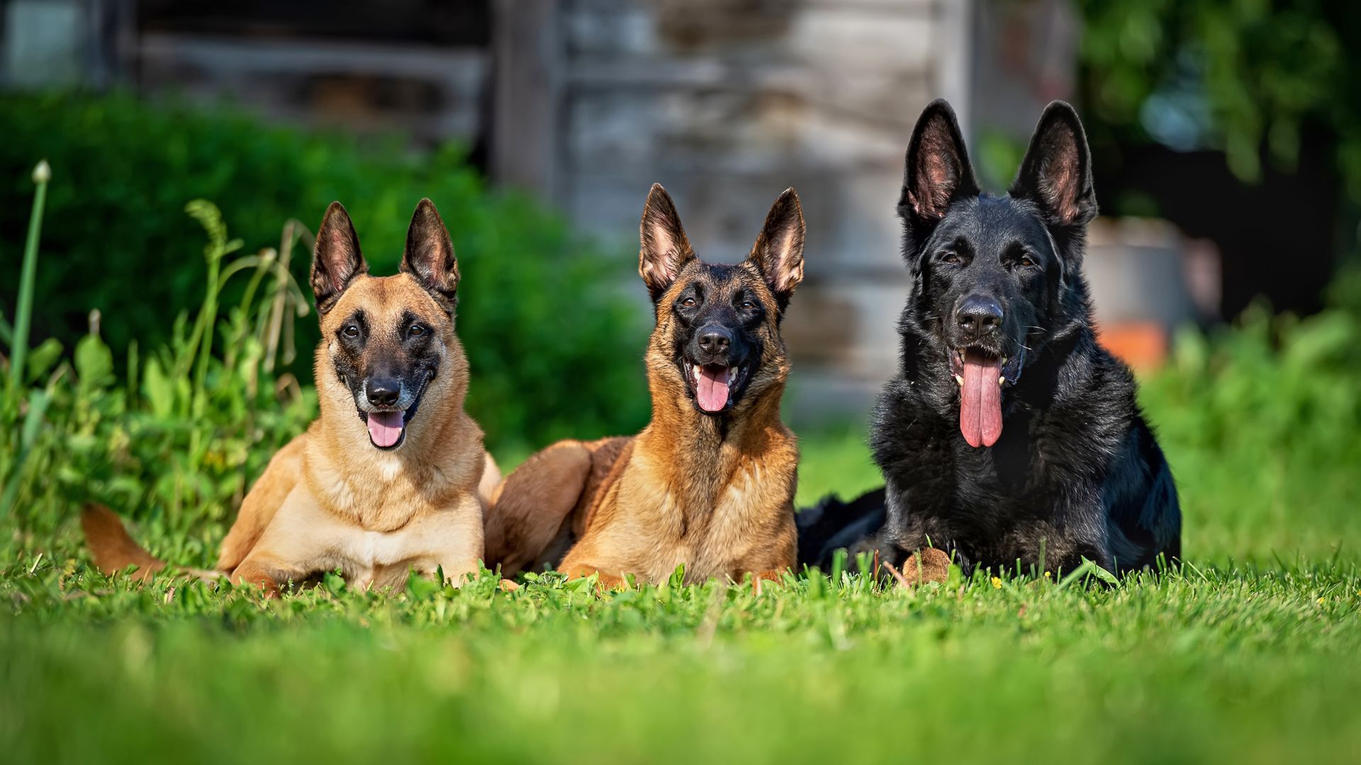 Guard Dog Breeds that Excel in Patrolling Large Properties