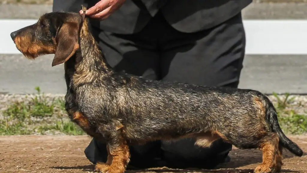 Guard Dogs against Wild Boars