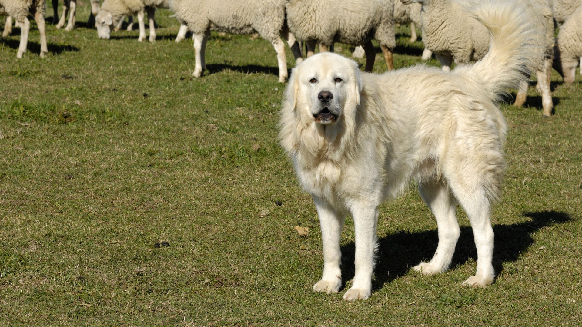 Guard Dogs for Farms in the United States