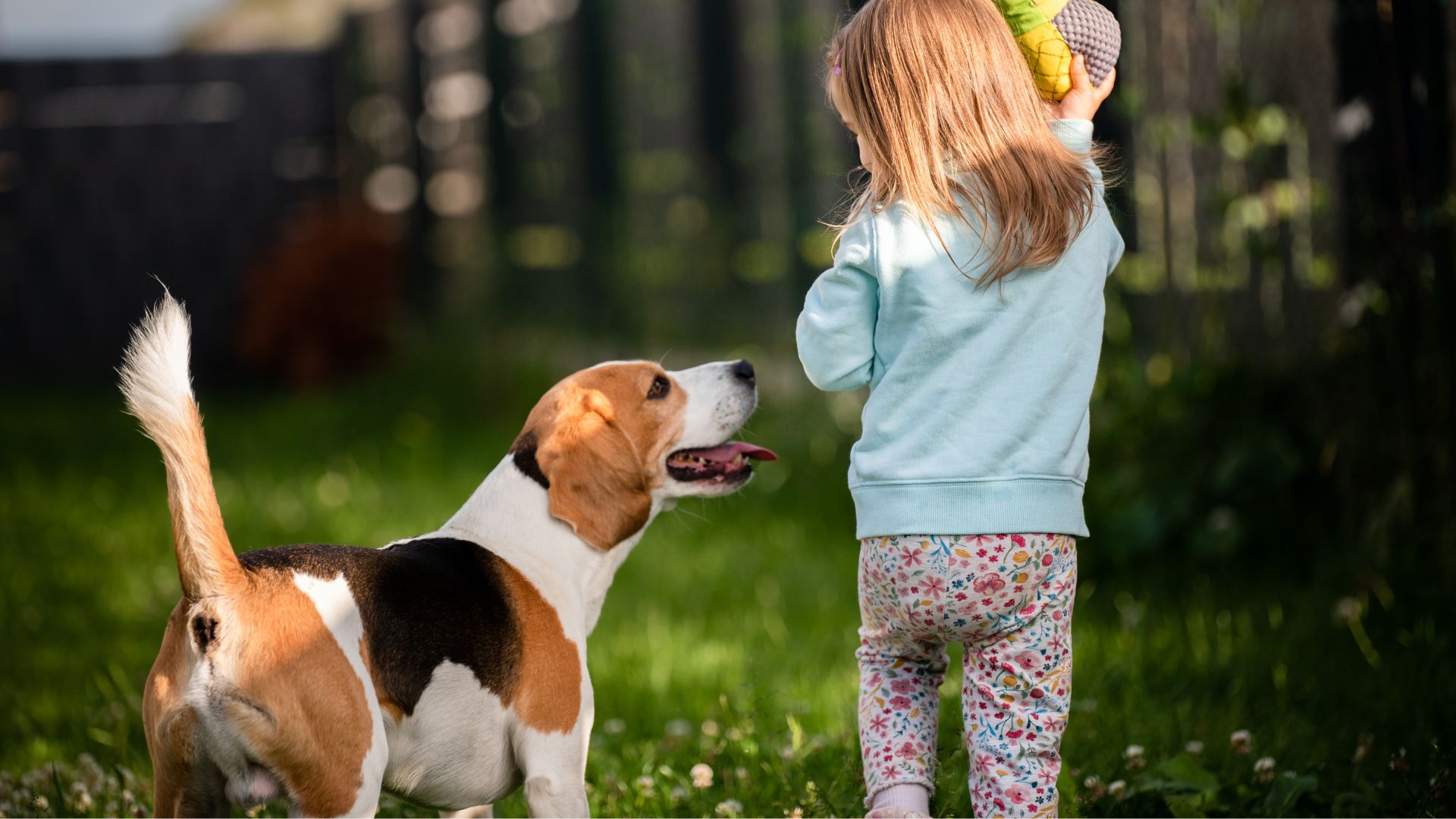 Guard Dogs for Kids in the United States