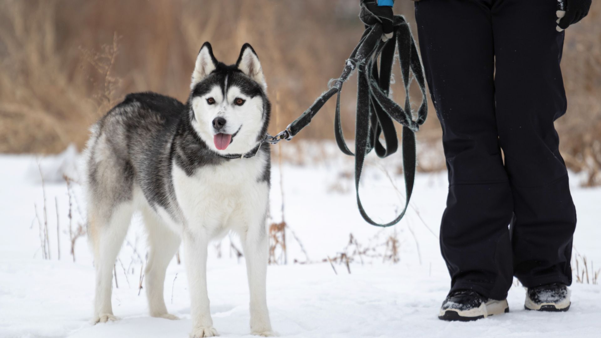 Guard Dogs for Nomads and Adventurers