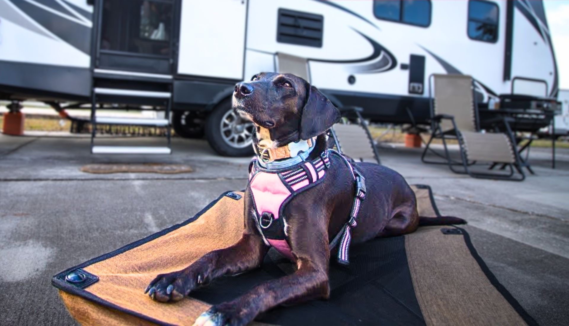 Guard dog for RV Living