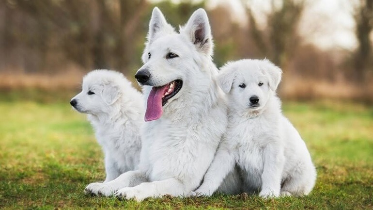 white german shepherd breed