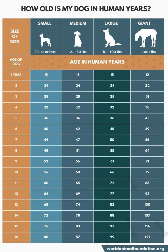 chart of dogs age in human years 