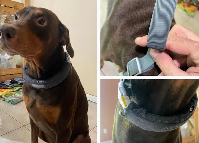 wireless dog fence collar