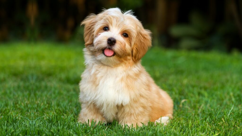 Havanese 1