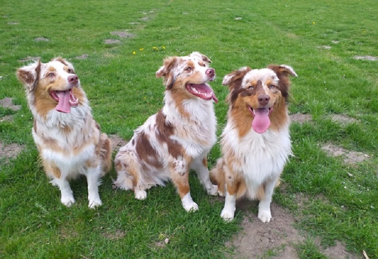 red merle australian shepherd