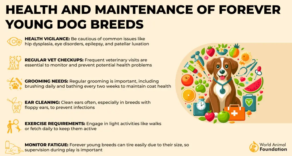 Health and Maintenance of Forever Young Dog Breeds