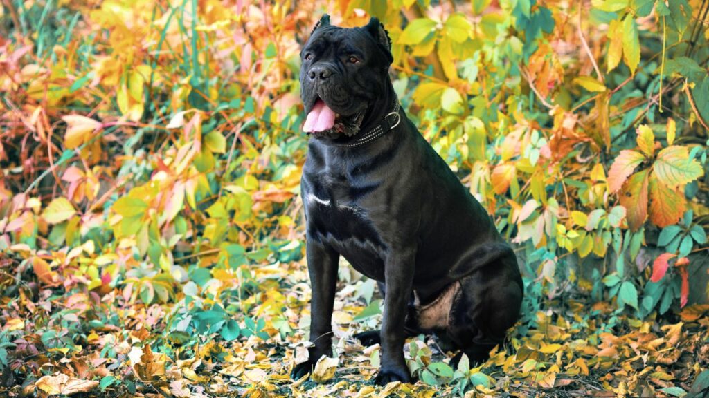 cane corso temperament even tempered