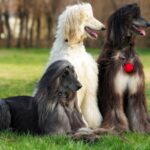 High Maintenance Dog Breeds