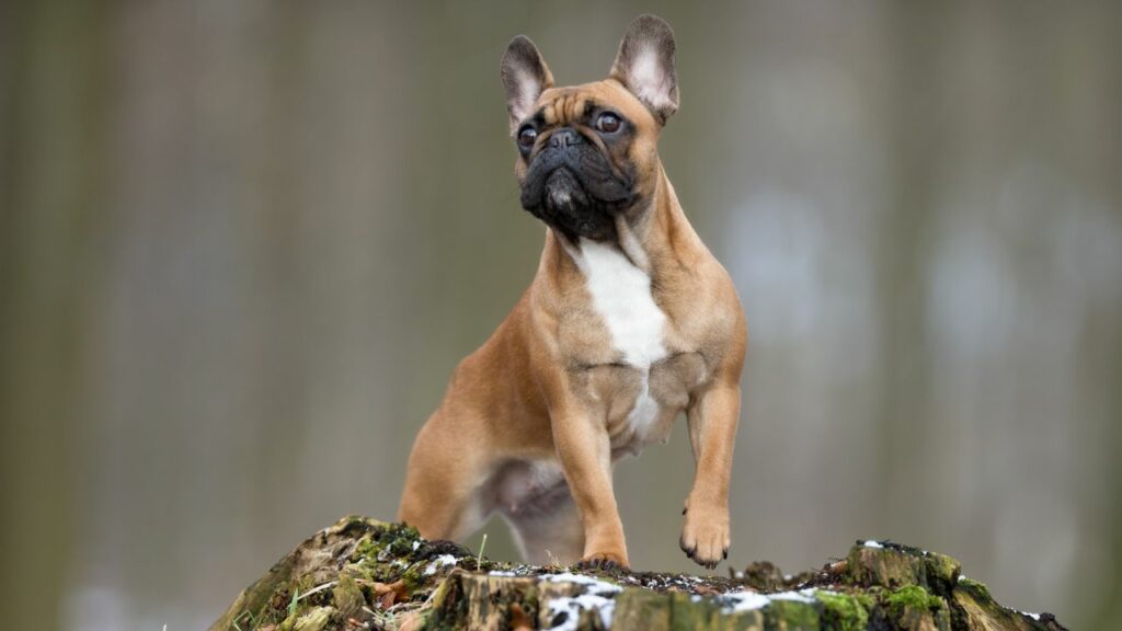 french bulldog intelligence