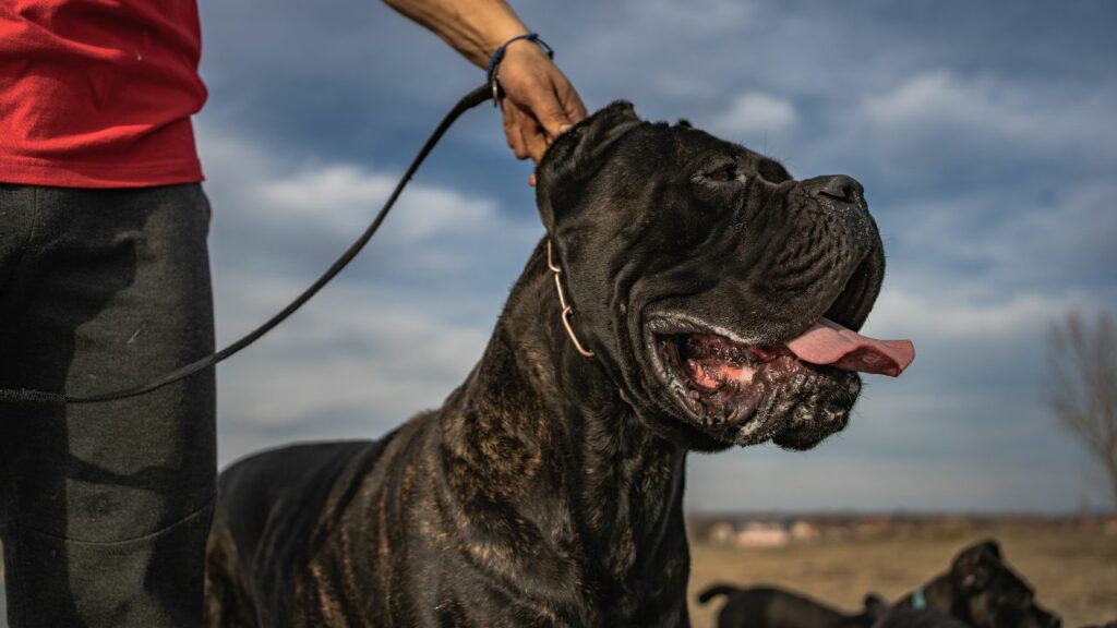 are cane corsos good family dogs