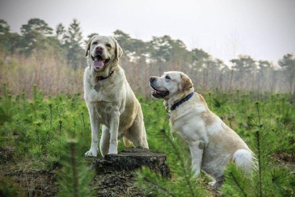 History of Labradors