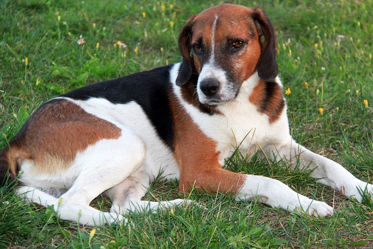 american foxhound