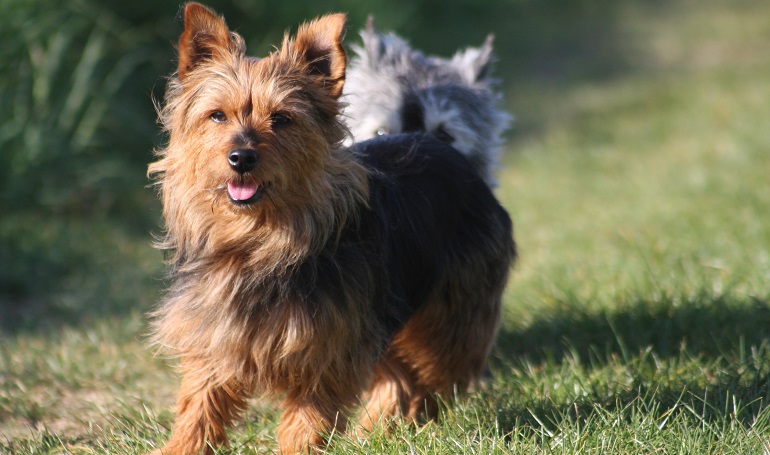 australian terrier mix