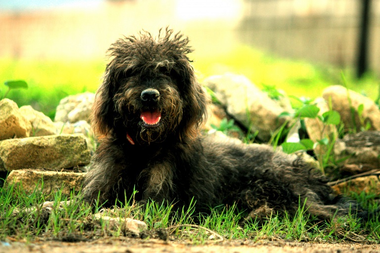 Bouvier Des Flandres dog
