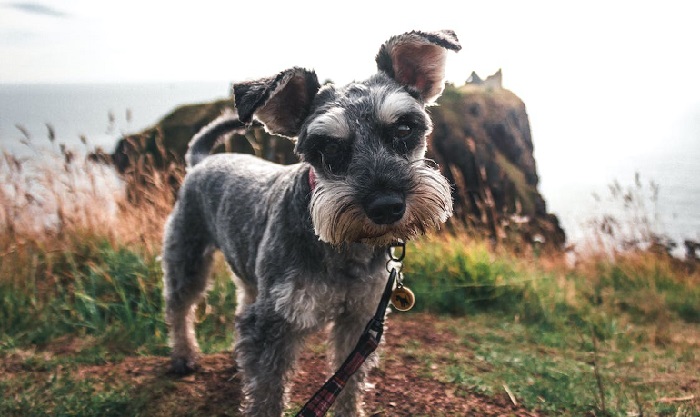 mini schnauzers
