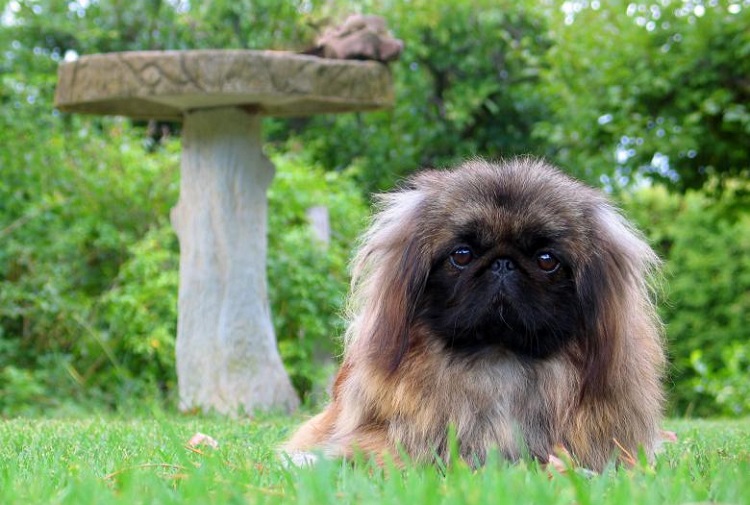 pekingese dog