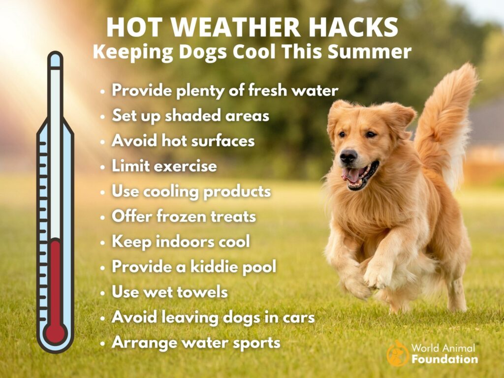 Hot Weather Hacks Keeping Dogs Cool This Summer