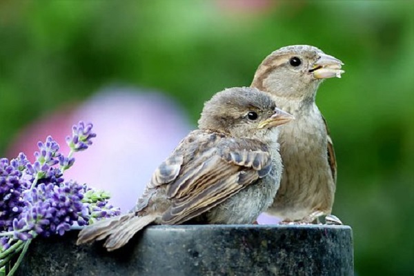 characteristics of sparrow
