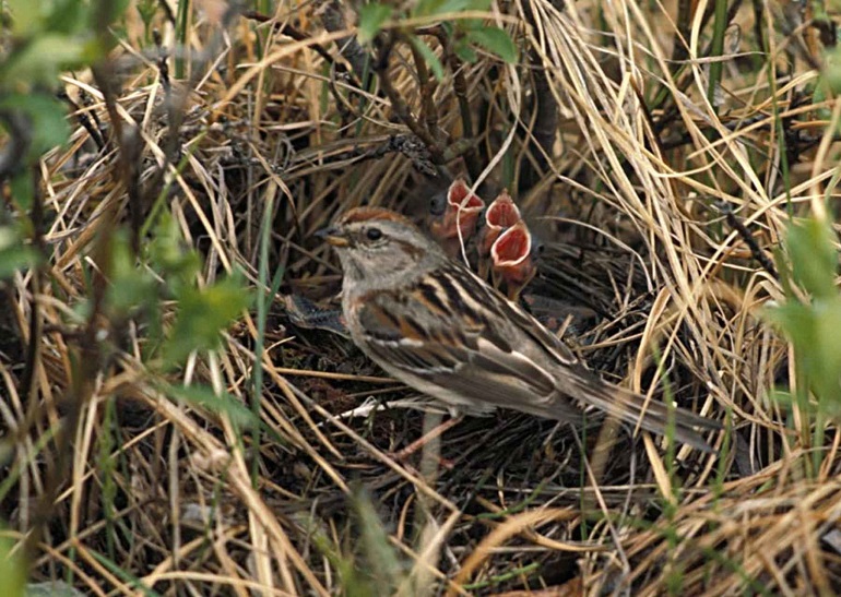 pictures of house sparrows
