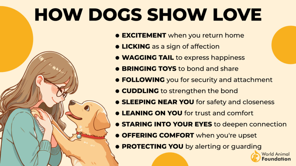 How Dogs Show Love